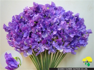 Lathyrus odoratus Blue Berry.jpg